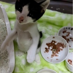 1ヶ月ハチワレオス猫