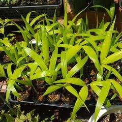 植物【マニラヤシ】