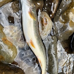 渓流釣り募集