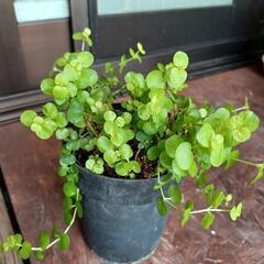 観葉植物