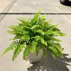 売約済🙇‍♀️観葉植物　シダツデー500円とリュウノヒゲ0円　鉢ごと