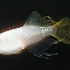 【サウザーメダカ】あなたの自慢のメダカと交換しませんか？