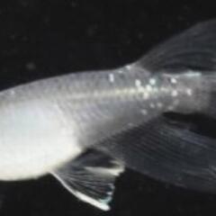 【サウザーメダカ】あなたの自慢のメダカと交換しませんか？ - 嬉野市