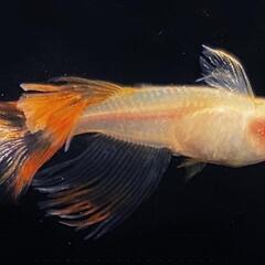【サウザーメダカ】あなたの自慢のメダカと交換しませんか？ - 助け合い