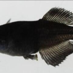 【サウザーメダカ】あなたの自慢のメダカと交換しませんか？ − 佐賀県