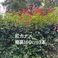 庭木無料で差し上げます。