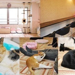 猫カフェに行ってみたい