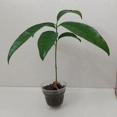【沖縄果実苗】カニステル 水栽培