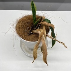 【お譲りします】枯れ木・パキラ・植物セット　0円の画像
