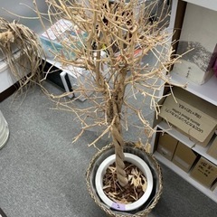 【お譲りします】枯れ木・パキラ・植物セット　0円の画像