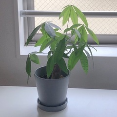 パキラ　(IKEAの鉢つき)