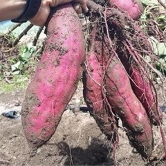 【サツマイモ掘り体験】4株　1,000円