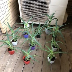 アロエ10個