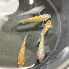 王華 めだか 高級メダカ オス1 メス2