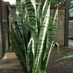 サンスベリア
