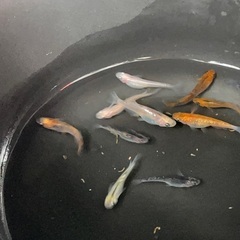 MIXメダカ　1匹¥50-の画像