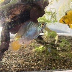 Ap ボレリー（レッドマスク ）ブリードの稚魚10匹_3の画像