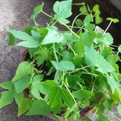 パパイヤの苗　鉢込み　トロピカルフルーツ　観葉植物用の画像