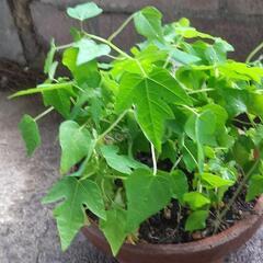 パパイヤの苗　鉢込み　トロピカルフルーツ　観葉植物用の画像