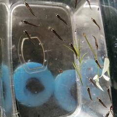 9/6まで掲載☆レア!!最強最大の卵胎生メダカ!!ベロネソックスの稚魚☆の画像