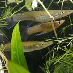 9/6まで掲載☆レア!!最強最大の卵胎生メダカ!!ベロネソックスの稚魚☆の画像