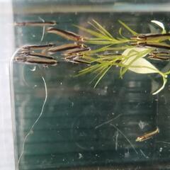 9/6まで掲載☆レア!!最強最大の卵胎生メダカ!!ベロネソックスの稚魚☆の画像