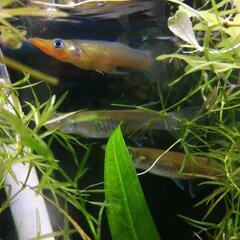 9/6まで掲載☆レア!!最強最大の卵胎生メダカ!!ベロネソックス...