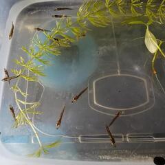 9/6まで掲載☆レア!!最強最大の卵胎生メダカ!!ベロネソックスの稚魚☆の画像