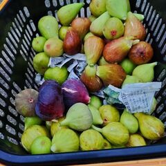 とりたて　イチジク　いろいろ