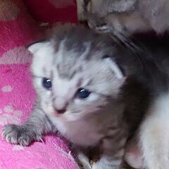 保護猫のお母さんから誕生サバトラ