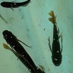 メダカ・サタンの稚魚・針子