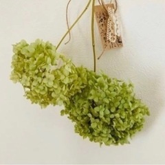 水やりもお手入れも不用、ずっと放置でok アナベル紫陽花　アジサイの画像