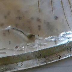 ミナミヌマエビ　他水草２種セットで