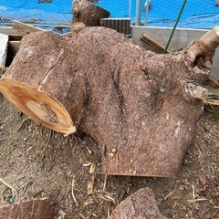 伐採した椋の木を差し上げます。