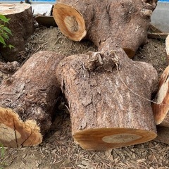 伐採した椋の木を差し上げます。の画像