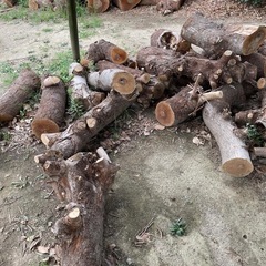 伐採した椋の木を差し上げます。の画像