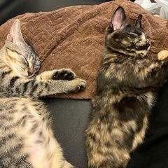 子猫の兄弟 生後4カ月程