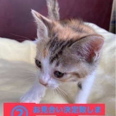 ②里親様決定致しました