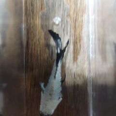 🐠ベタブラックサムライ♂🐠の画像