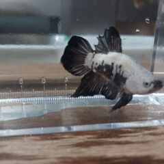 🐠ベタブラックサムライ♂🐠