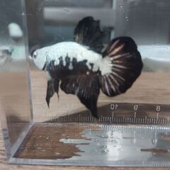 🐠ベタブラックサムライ♂🐠の画像