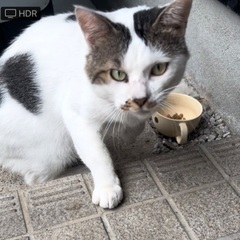 里親さん募集