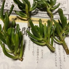 多肉植物　あげます　または　交換