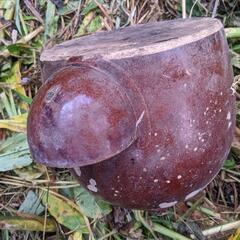 🌸🌺🌻🌸🌺🌻昔の水がめ　鳥を飼うのに使います。　水差し🌸🌺🌻🌸🌺🌻の画像