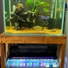 60センチワイド水槽　水槽台付き　写真上段