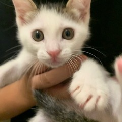 元気いっぱい1ヶ月半の男の子