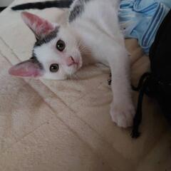 白黒ぶちのマキちゃん 避妊済み