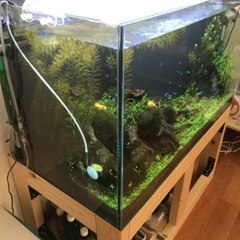 水槽一式譲ります　生体込み　ガラス水槽