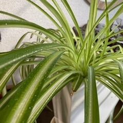 オリヅルランの画像