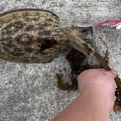 エギング仲間募集